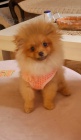 Pomeranian BOO TOP t��da �t��at