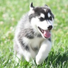 Sibi�sk� husky �t��ata Fenka