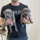 Prod�m zdrav� �t��ata staford��rsk�ho bulteri�ra