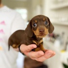 Prod�m zdrav� �t��ata kr�tkosrst�ch jezev��k�