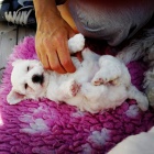 �t��ata bi�onka jsou k dispozici a p�ipravena k prodeji.