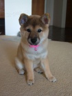 Prod�m �t��ata shiba inu