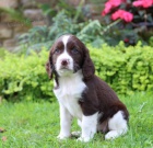 Prod�m kr�sn� a rozko�n� �t���tka anglick�ho �pringr�pan�la.