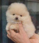 miniaturn� �t��ata pomeranian� na prodej.