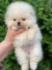 miniaturn� �t��ata pomeranian� na prodej.