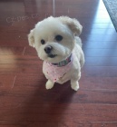 Prod�m zdrav� a o�kovan� �t��ata mini hra�ek Havamalt.