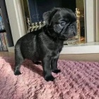 prod�m o�kovan� �t��ata mops�