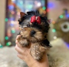 Prod�m miniaturn� �t��ata jork��rsk�ho teri�ra.