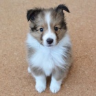 Prod�m �t��ata �eltie.