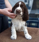 Prod�m �t��ata anglick�ho �pringr�pan�la.