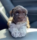 Prod�m �t��ata mal�ho kn�ra�e.