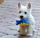 Prod�m �t��ata West Highland White Terriers
