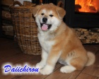 Posledn� voln� �t�n�, pejsek Akita Inu s PP