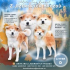 Posledn� voln� �t�n�, pejsek Akita Inu s PP