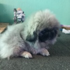 pekingsk� �t��ata