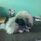 pekingsk� �t��ata