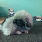 pekingsk� �t��ata