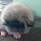 pekingsk� �t��ata