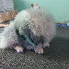 pekingsk� �t��ata