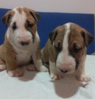 Bulteri�r �t��ata