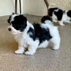 Prod�m roztomil� a zdrav� �t���tka havanese.