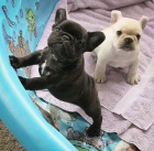 Prod�m ZDRAV� a O�KOVAN� �t��ata francouzsk�ho buldo�ka.