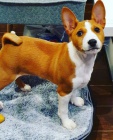 Prod�m �t��ata Basenji