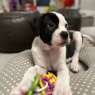 Prod�m �t��ata americk�ho buldoka.