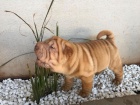 Prod�m zdrav� �t��ata o�kovan� shar-pei.