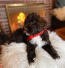 mini �t��ata portugalsk�ho vodn�ho psa k adopci