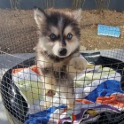 Prod�m �t��ata Pomskies (k��enec sibi�sk� husky a pomeranian)