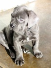 Prod�m zdrav� o�kovan� �t��ata italsk�ho Cane Corso