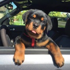 Prod�m roztomil� a kr�sn� miniaturn� �t���tka rotvajlera.