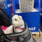 Prod�m zdrav� a o�kovan� �t��ata mini hra�ek Havamalt.