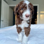 Kr�sn� �t���tka AUSIEDODDLE k dispozici a p�ipravena k prodeji.