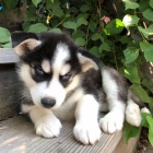 Prod�m rozko�n� �t���tka sibi�sk�ho huskyho s kr�sn�ma modr�ma o�ima.