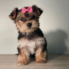 Prod�m roztomil� a kr�sn� miniaturn� �t���tka jork��rsk�ho teri�ra.