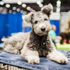 Prod�m �t��ata Pumi