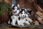 Sibi�sk� husky