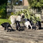 �t��ata Mopse s PP