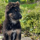 Prod�m �t��ata n�meck�ho ov��ka