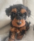YORKIPOO MINI �T�N�