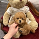 PUDLOV� MINI HRA�KA