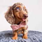 Dlouhosrst� �t��ata miniaturn�ho jezev��ka