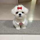 Mini �t��ata malt�z�k�.