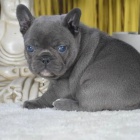 Prod�m ZDRAV� a O�KOVAN� �t��ata francouzsk�ho buldo�ka.