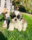 Prod�m �t��ata SHIH TZU