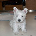 Prod�m mini mini �t��ata West Highland White Terriers