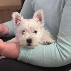 Prod�m mini mini �t��ata West Highland White Terriers