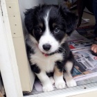 Prod�m �t��ata border kolie